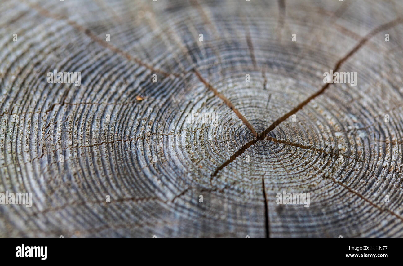 Ringe auf einem Baumstumpf Stockfoto