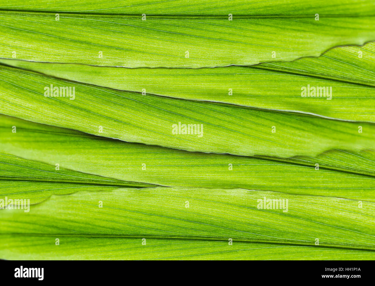 Closeup natürlichen grünen Blatt Textur Stockfoto