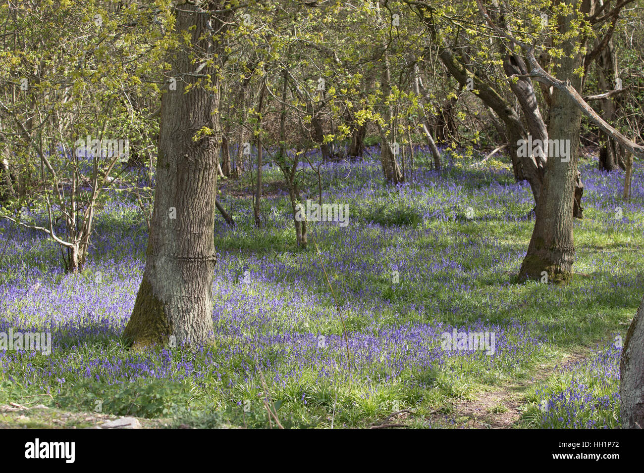 Teppich aus Glockenblumen im Frühjahr Woodland Stockfoto