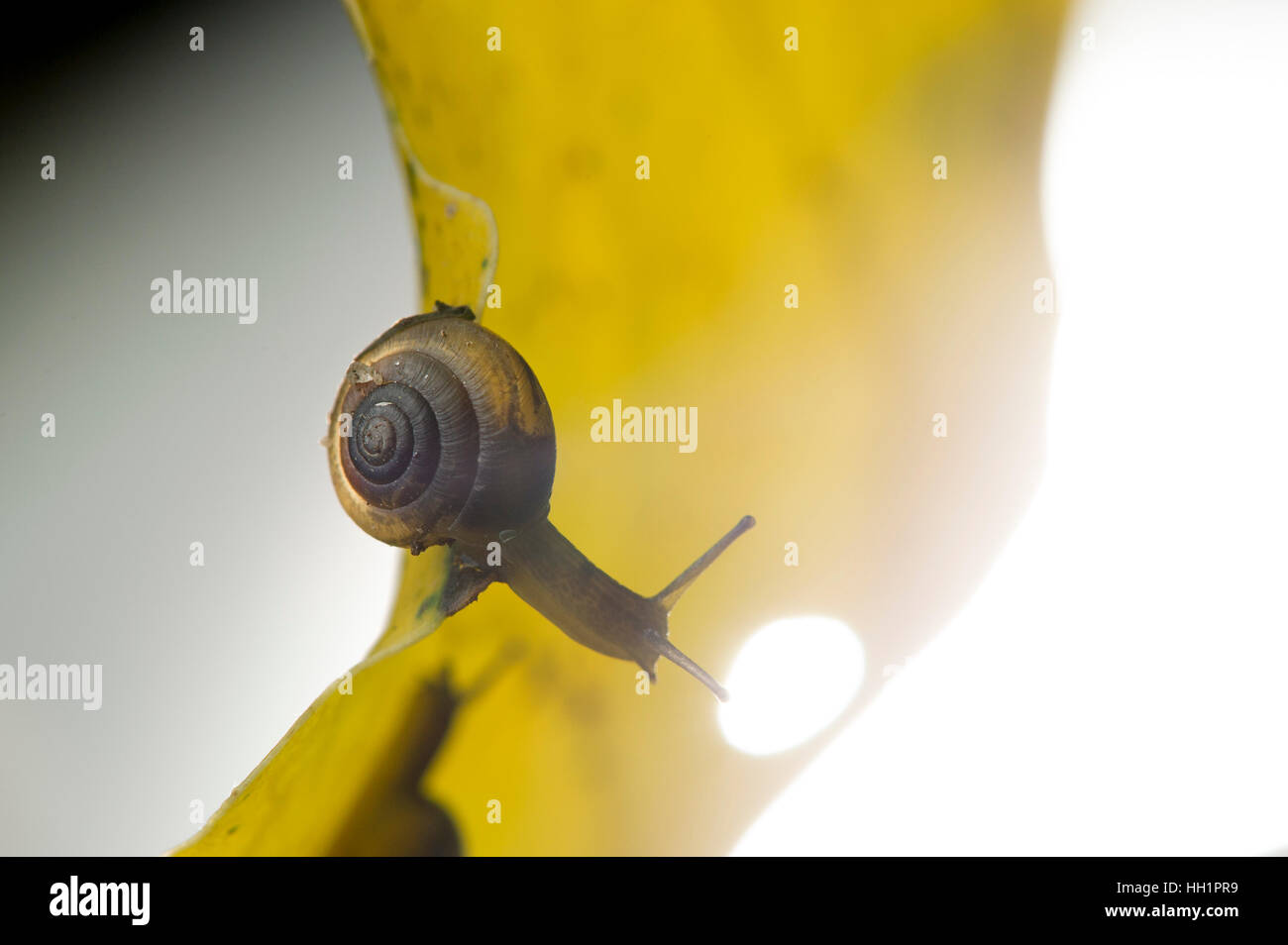 Eine Schnecke klammert sich an ein großes gelbes Blatt Spirale Schale Angeberei. Stockfoto