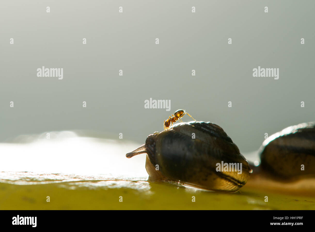 Eine winzige Ameise klettert auf eine Schnecke, die auf einem großen gelben Blatt ist. Stockfoto