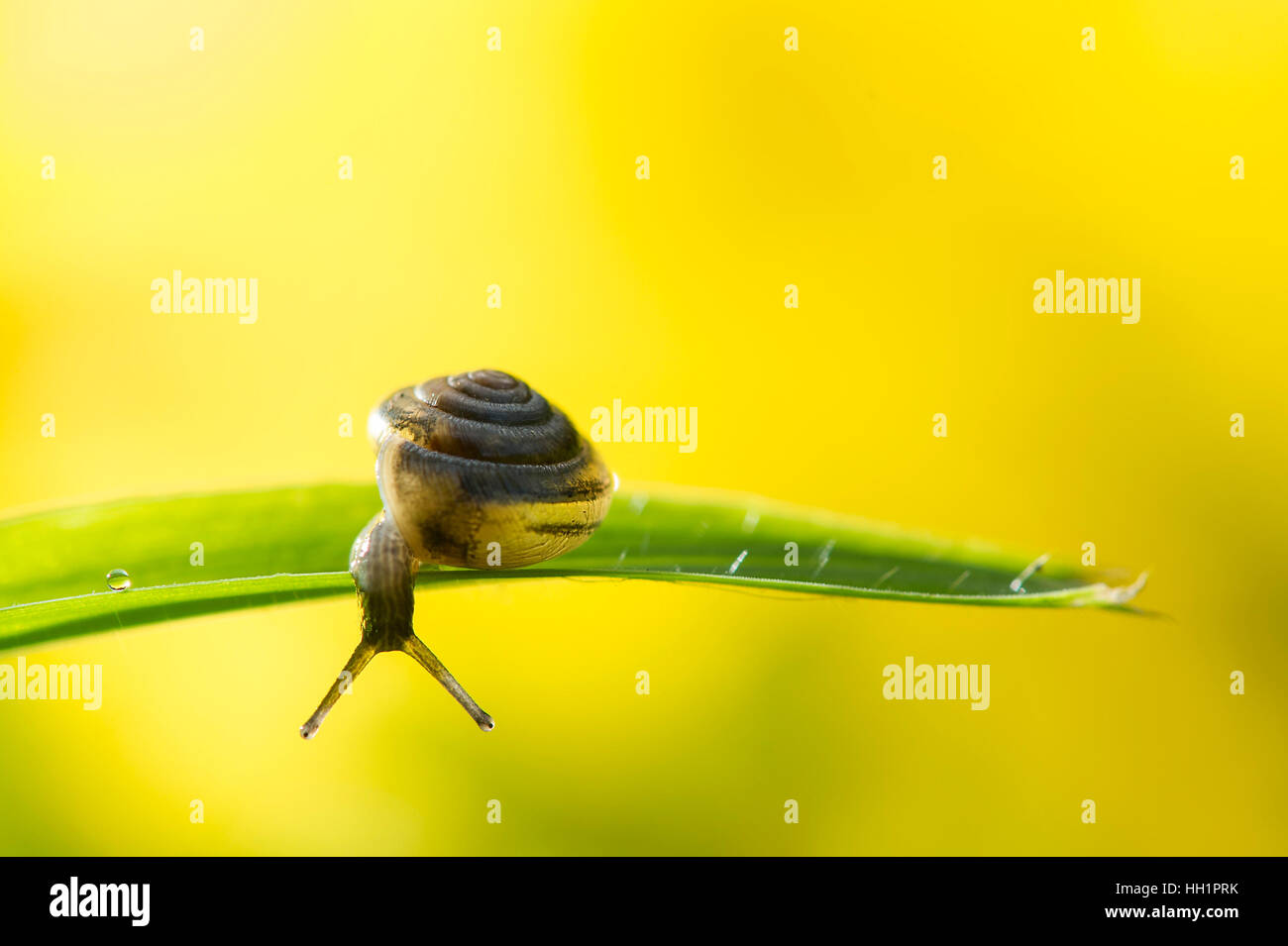 Eine kleine Schnecke schaut über den Rand von einem großen Grashalm vor einem glatten gelben Hintergrund. Stockfoto