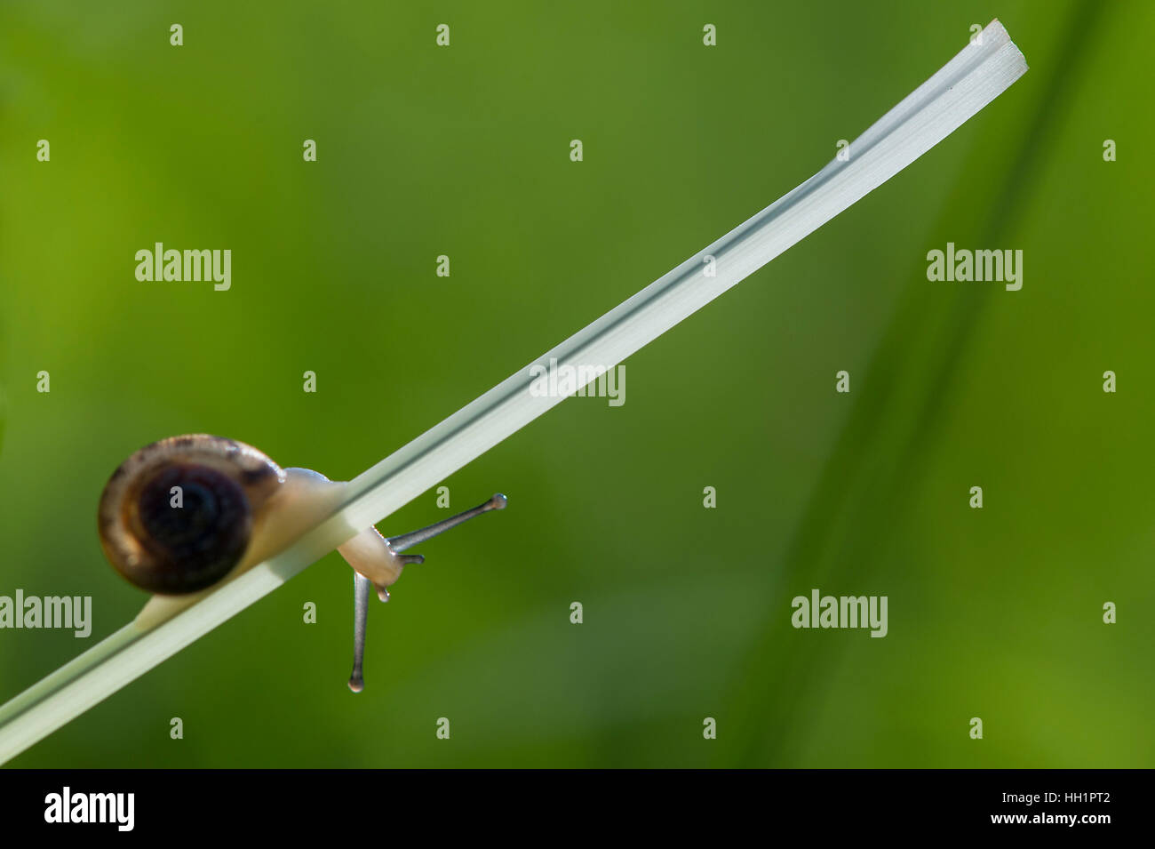 Eine kleine Schnecke sieht unter einem langen Grashalm vor einem glatten grünen Hintergrund. Stockfoto