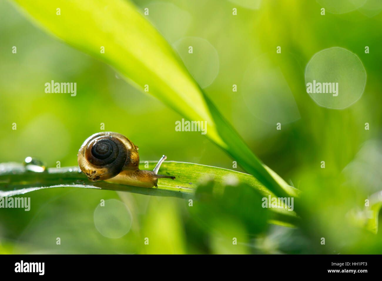 Eine kleine Schnecke sitzt auf einem großen Grashalm hell grün Stockfoto