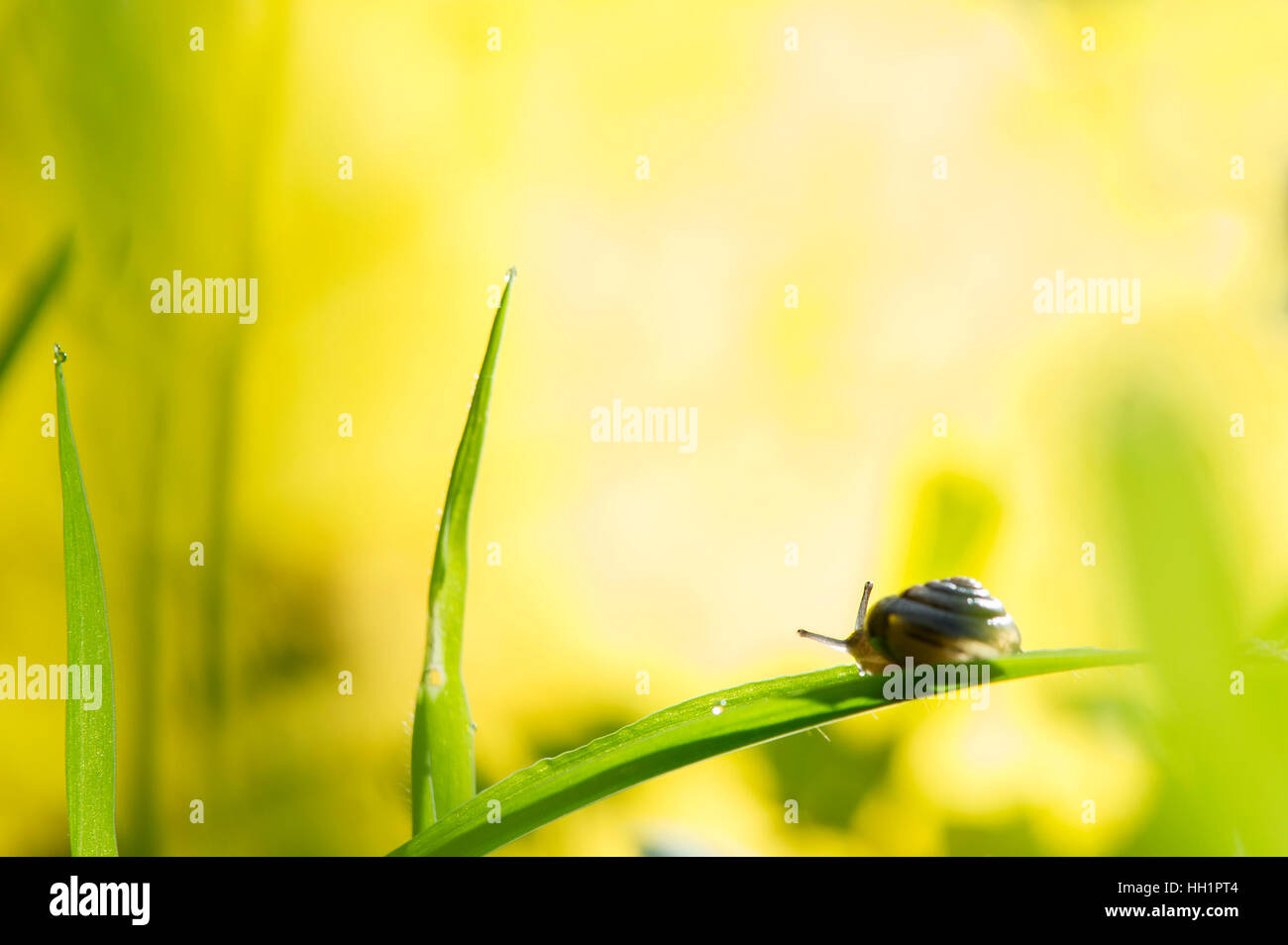 Eine kleine Schnecke setzt auf ein großes Stück des Grases vor einem hellen gelb leuchtenden Hintergrund. Stockfoto