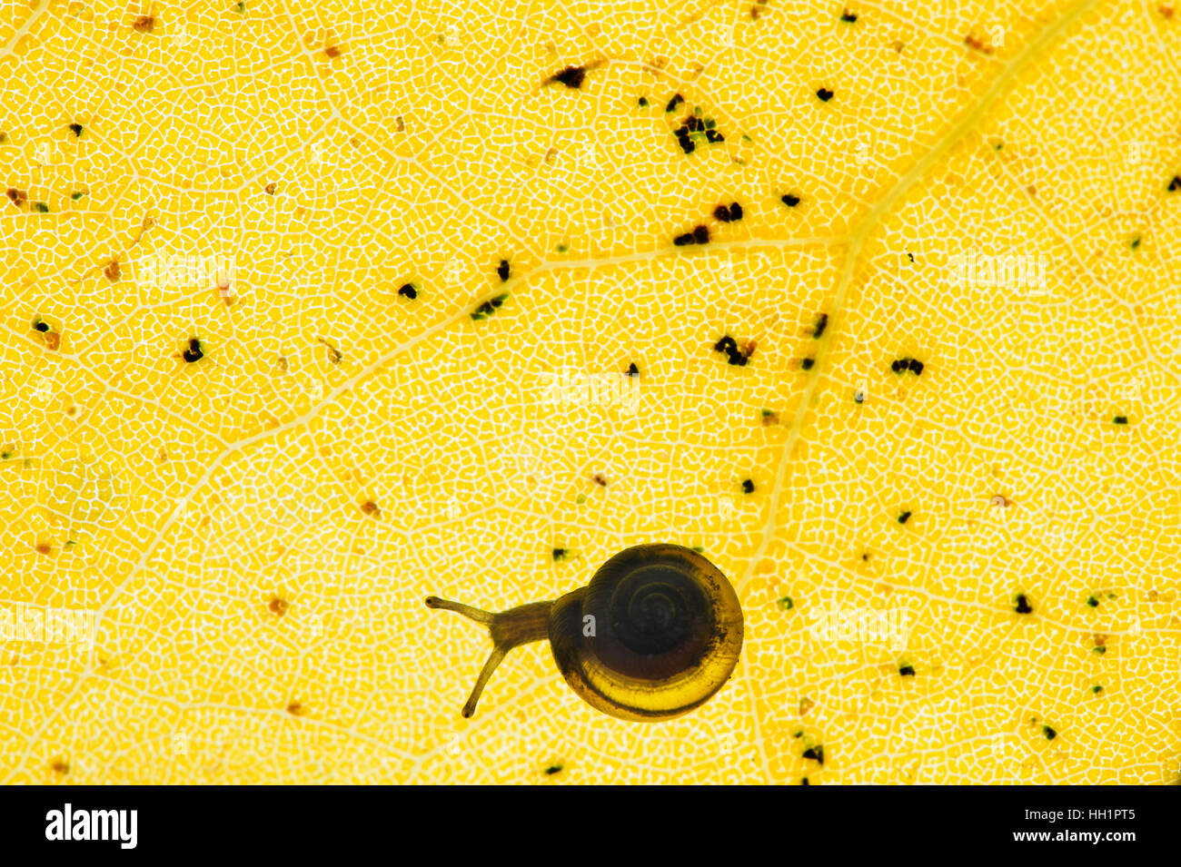 Eine kleine Schnecke ist gegen das Muster von einem großen gelben Blatt Silhouette. Stockfoto
