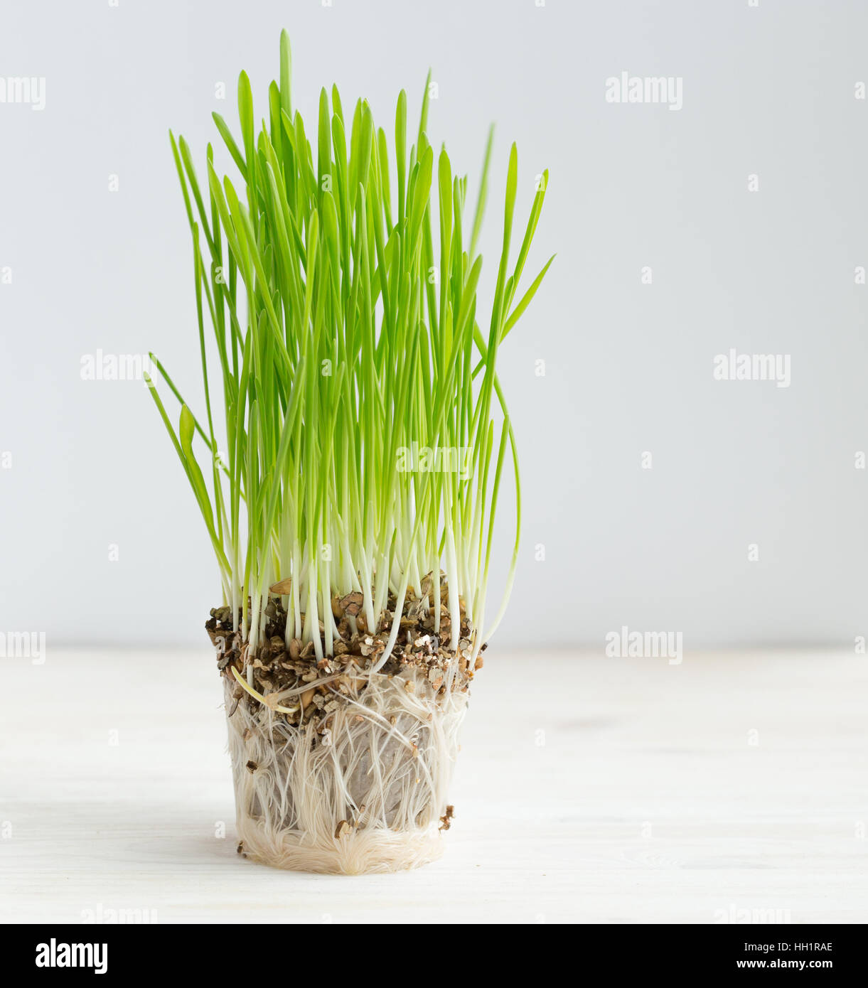 Frische grüne Rasen, Wurzeln. Gesundheitswesen und Umweltschutz-Konzept Stockfoto