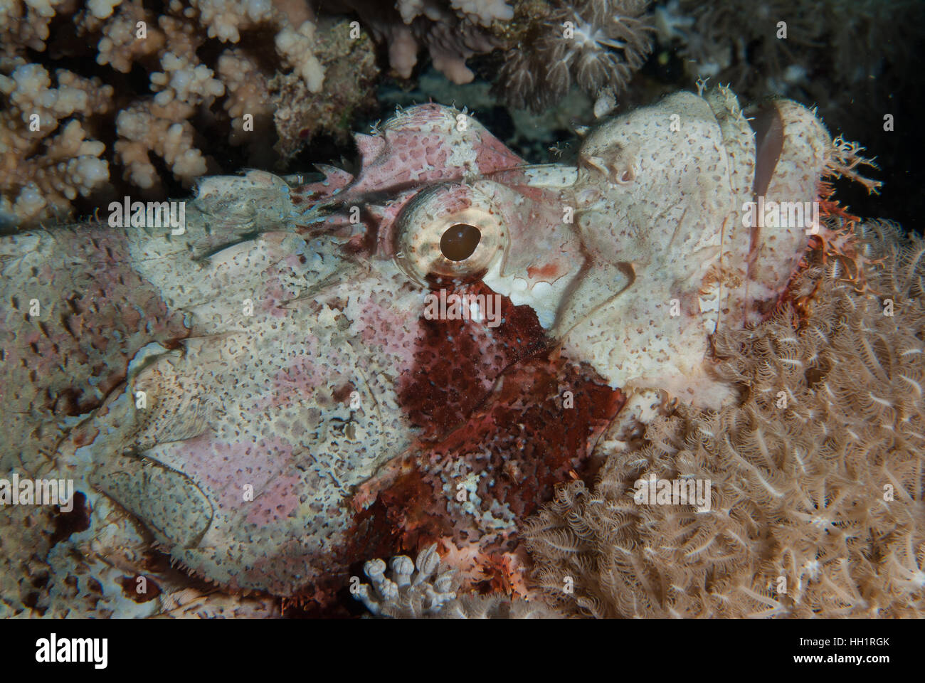 Bärtige Drachenköpfe, Scorpaenopsis Barbatus, Scorpaenidae, Sharm el Sheikh, Rotes Meer, Ägypten Stockfoto