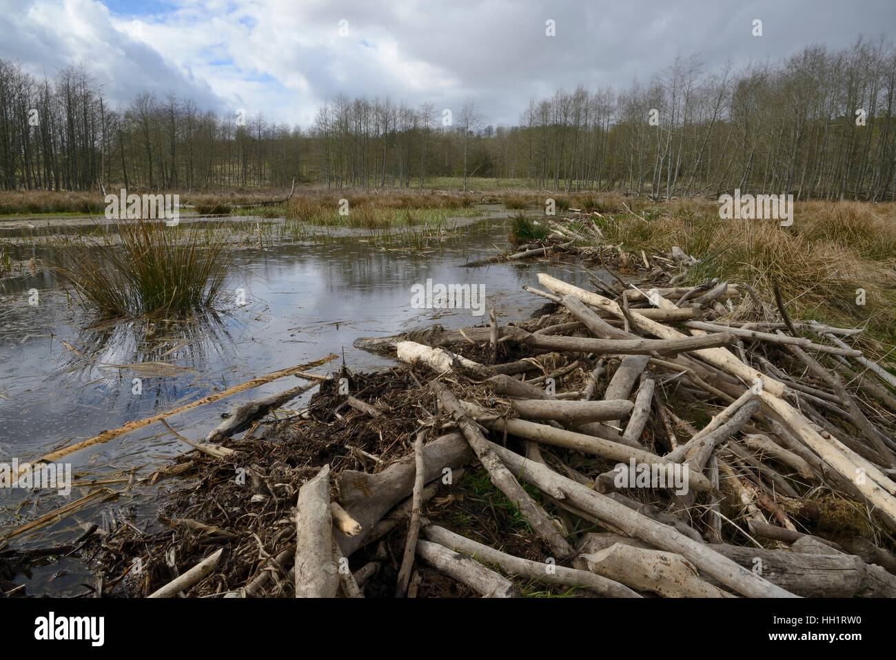 Damm gebaut mit abgeschnittenen Zweigen von Eurasische Biber (Castor Fiber) erstellen Sie einen großen flachen Teich in Sumpfland, Tayside, Scotland, UK Stockfoto
