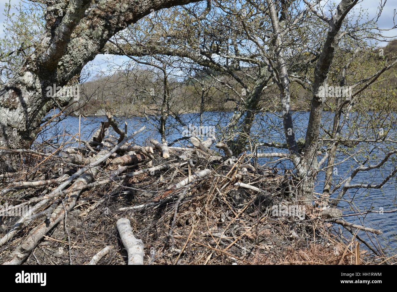 Lodge gebaut von Eurasische Biber (Castor Fiber) durch wieder eingeführt schottische Beaver Trial Tiere, Knapdale Forest, Argyll, Schottland. Stockfoto