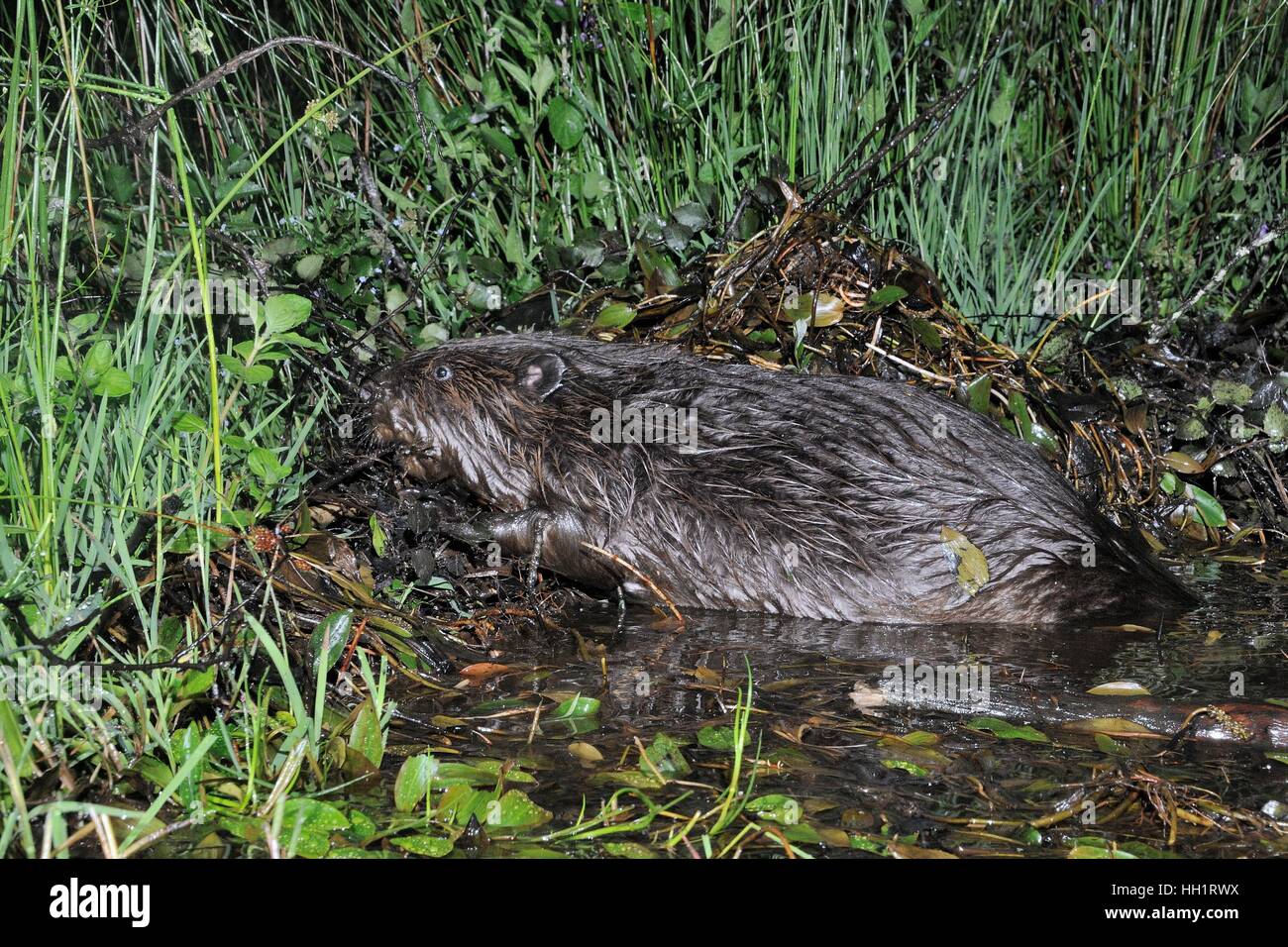 Eurasische Biber (Castor Fiber) schieben, Stöcke und andere Vegetation auf seinen Damm in der Nacht, Devon, UK Stockfoto