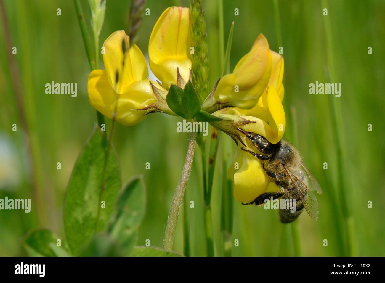 Honig Biene (Apis Mellifera) Nectaring auf Birdsfoot Kleeblatt Blume (Lotus Corniculatus), RSPB Dungeness Nature Reserve, Kent, UK. Stockfoto