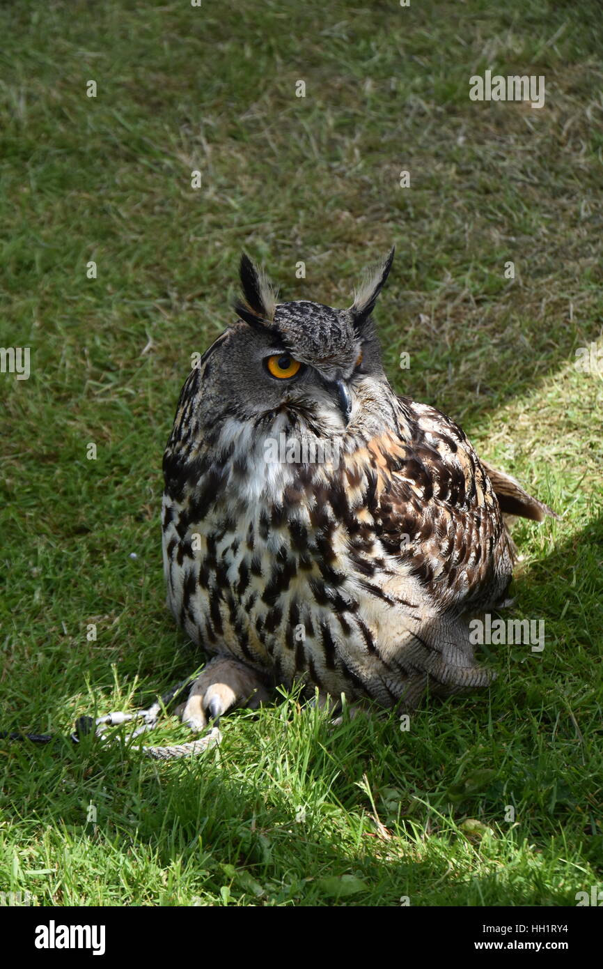 Europäischer Uhu Stockfoto
