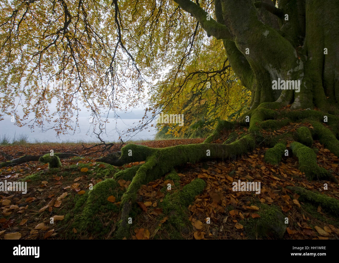 Knorrigen Baumwurzeln Stockfoto