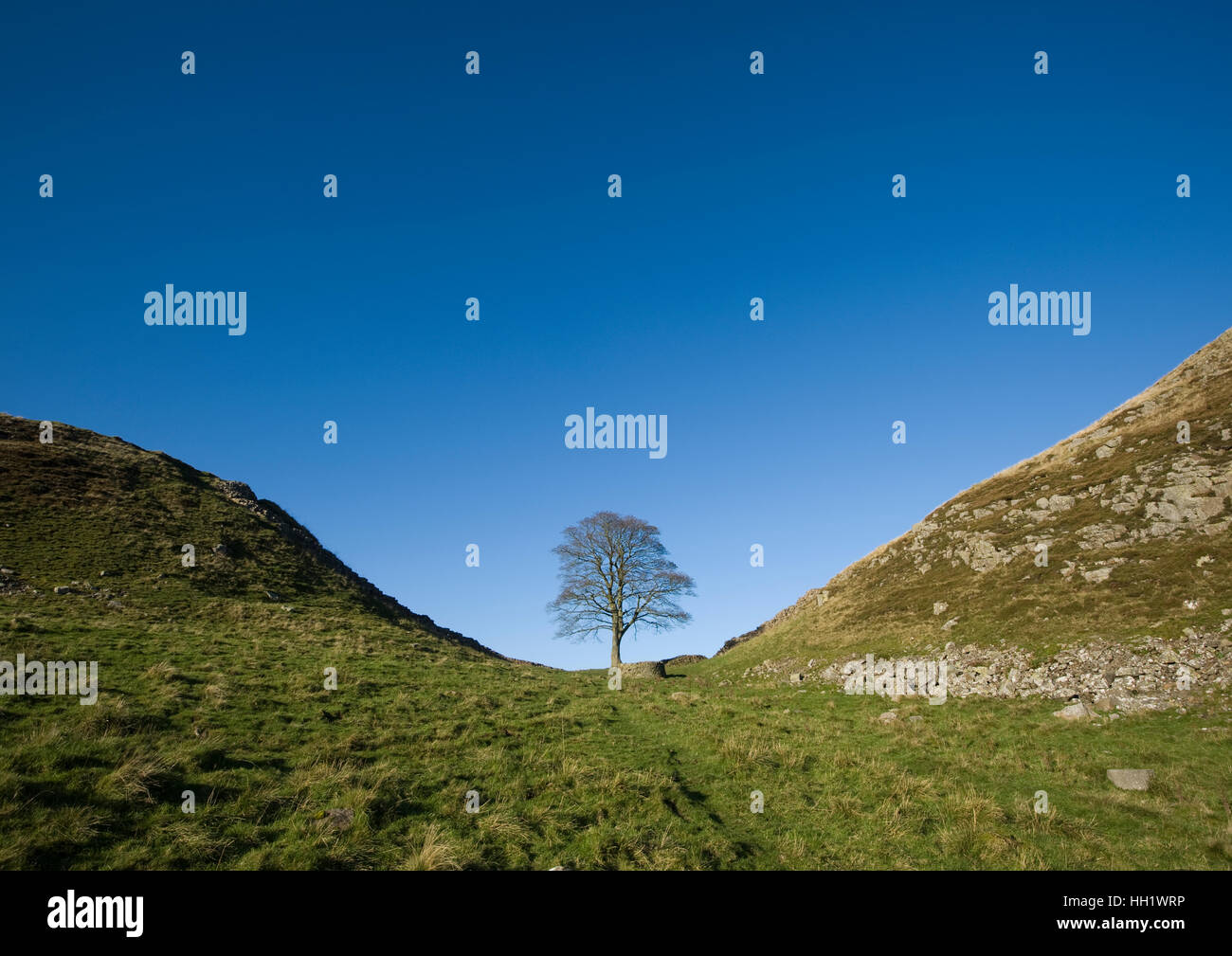 Robin hood baum -Fotos und -Bildmaterial in hoher Auflösung – Alamy