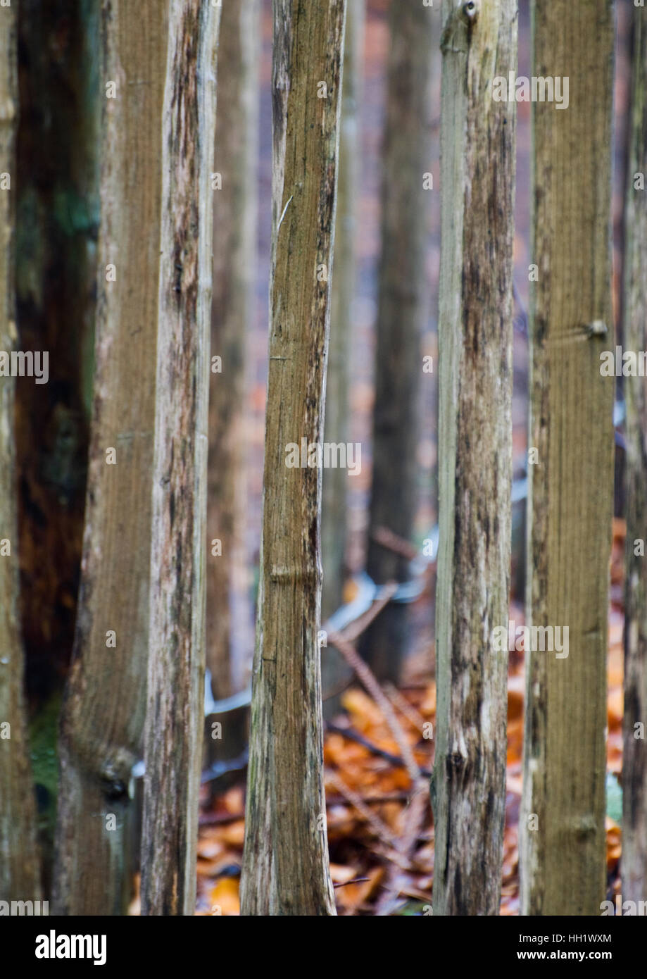 Latten Im Zaun Stockfotos und -bilder Kaufen - Alamy