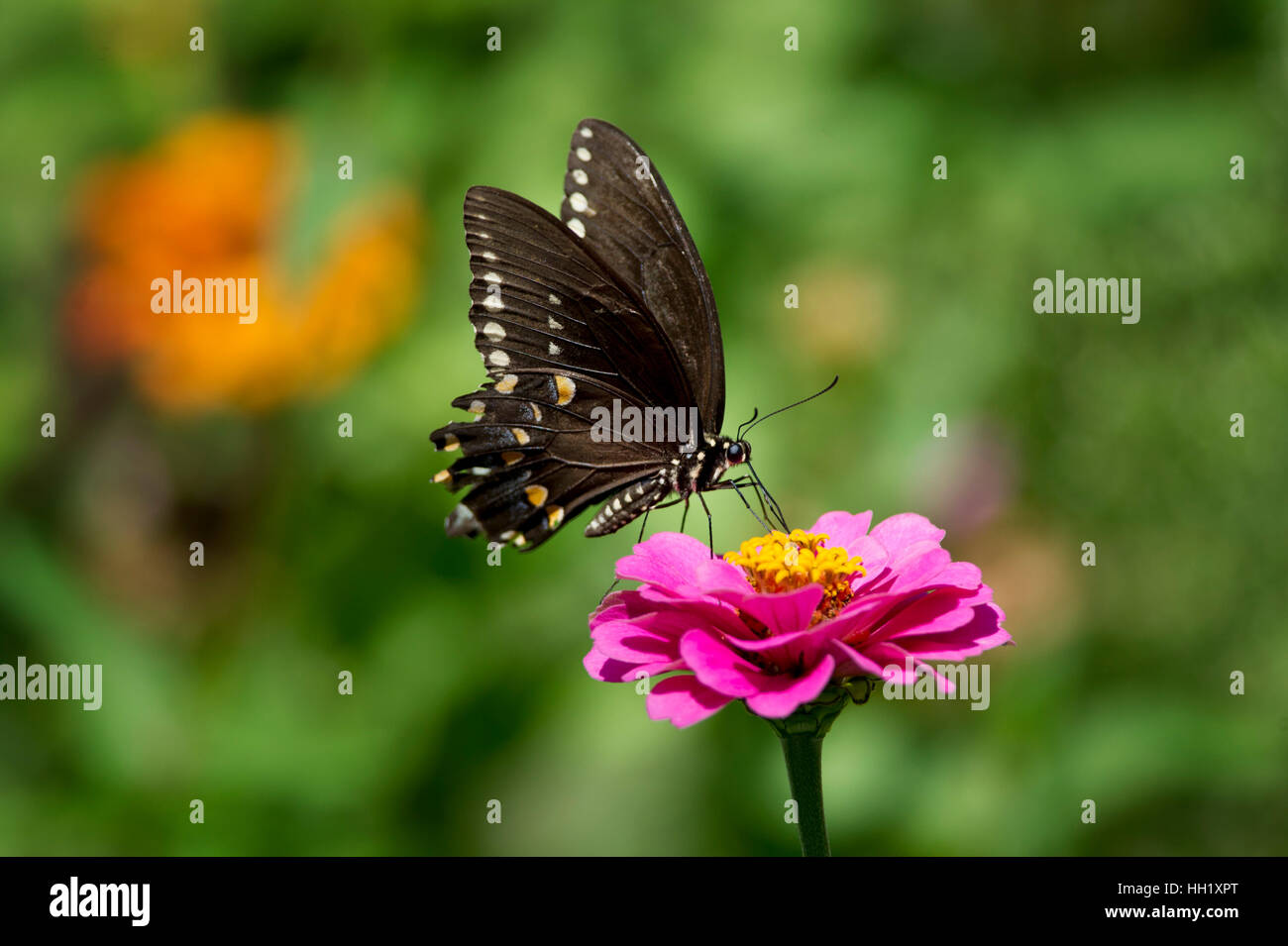 Ein große schwarzer Schmetterling thront auf einem hellen rosa Blume mit einem grünen Hintergrund. Stockfoto