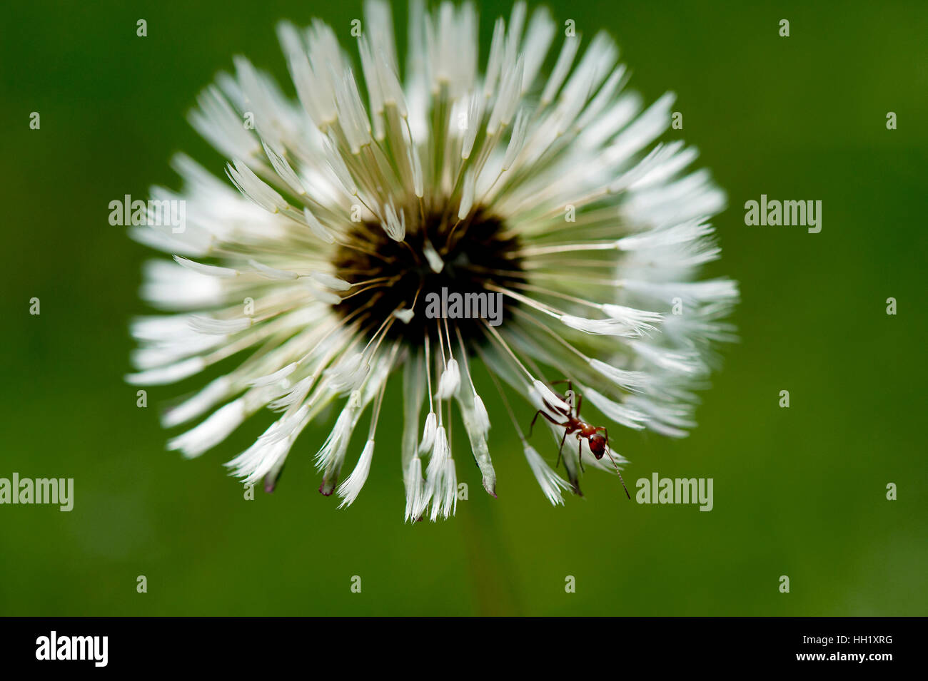 Eine kleine Ameise krabbelt auf das Ende einer Löwenzahn Blume. Stockfoto