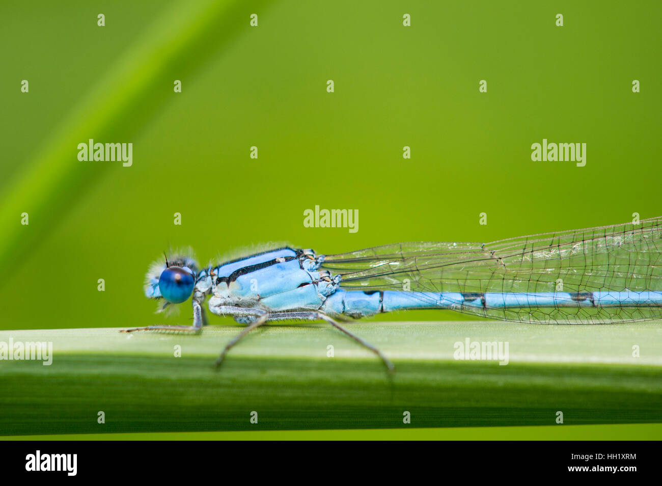 Blaue und grüne Damsefly thront auf einem Grashalm mit einem hellen grünen Hintergrund. Stockfoto