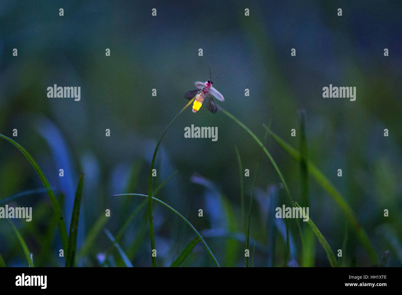Ein kleines Glühwürmchen leuchtet in der Dämmerung in einem Feld hohem Gras. Stockfoto