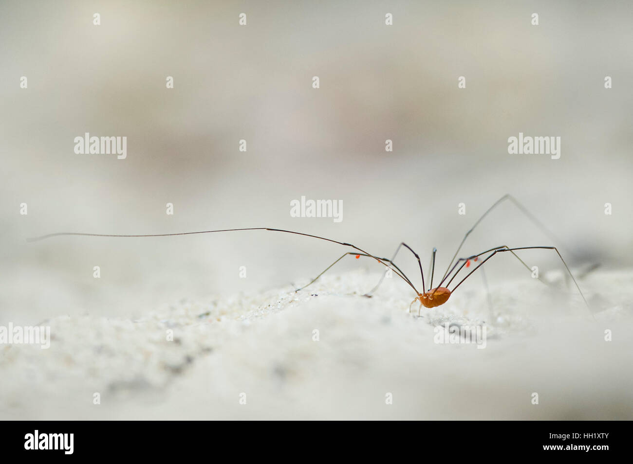 Eine sehr langbeinige Spinne kriecht über weißen Sand. Stockfoto
