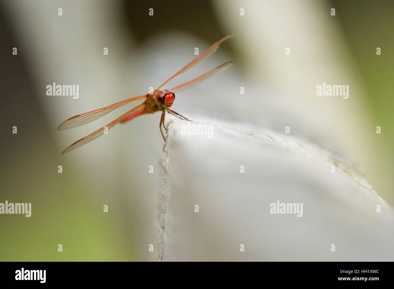 Eine helle rote Libelle sitzt auf einem hölzernen Zaun-Pfosten. Stockfoto