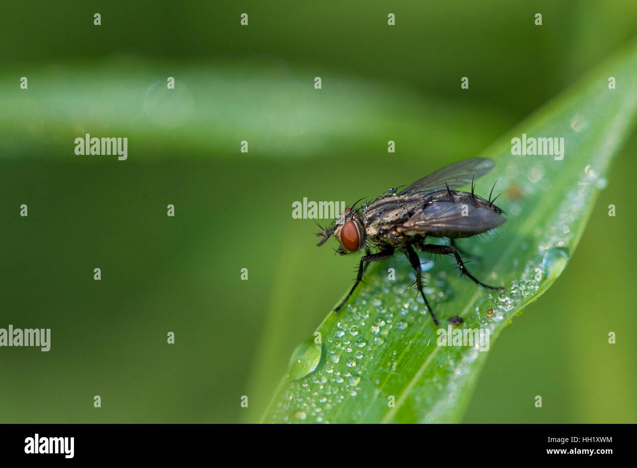 Eine kleine Fliege sitzt auf einem grünen Rasen mit Wasser Tropfen. Stockfoto