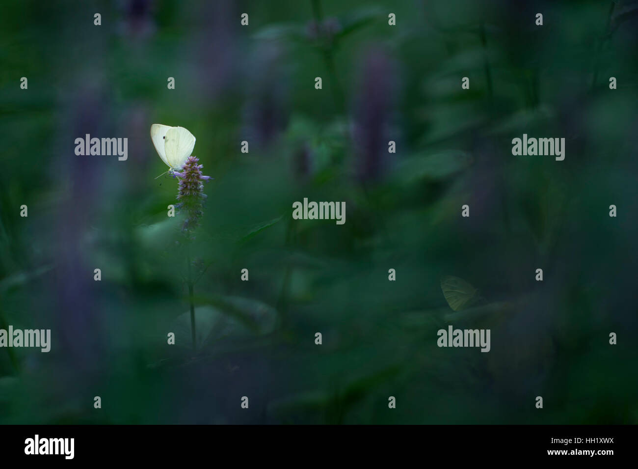 Ein kleiner Kohlweißling Schmetterling ist auf eine lila Blume mitten im Grünen in einem Garten thront. Stockfoto