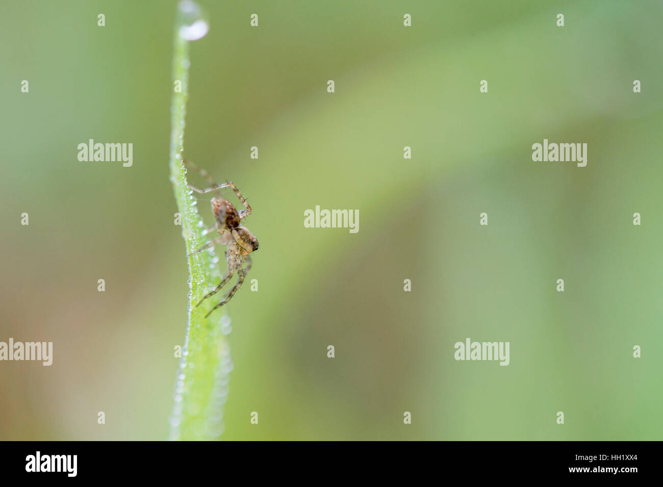 Eine kleine braune Spinne kriecht auf einem Tau bedeckt Stück grünen Gras mit einem grünen Hintergrund. Stockfoto
