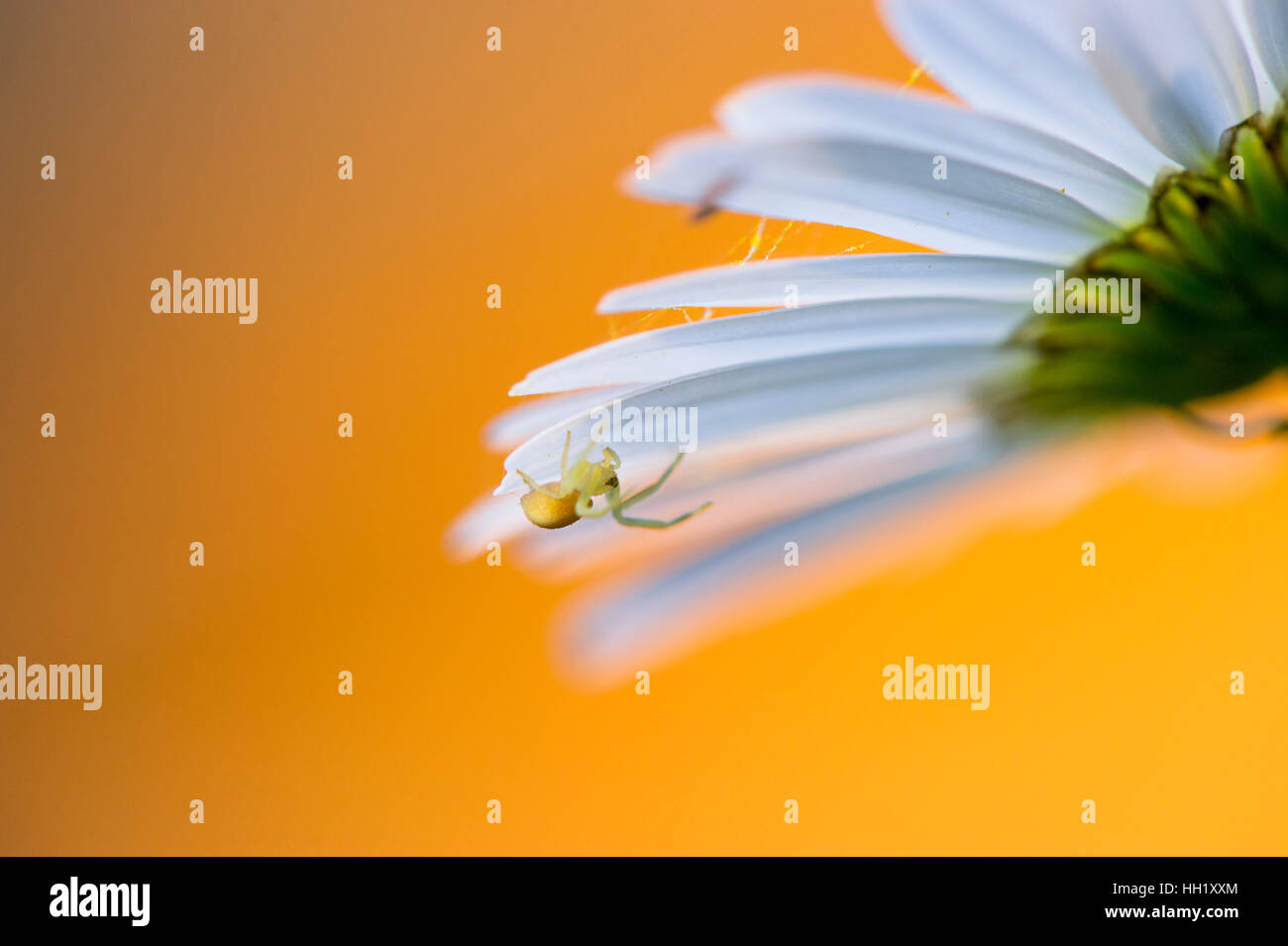 Eine winzige Spinne hängt unter einigen weißen Blütenblättern. mit einem hellen orange Hintergrund. Stockfoto