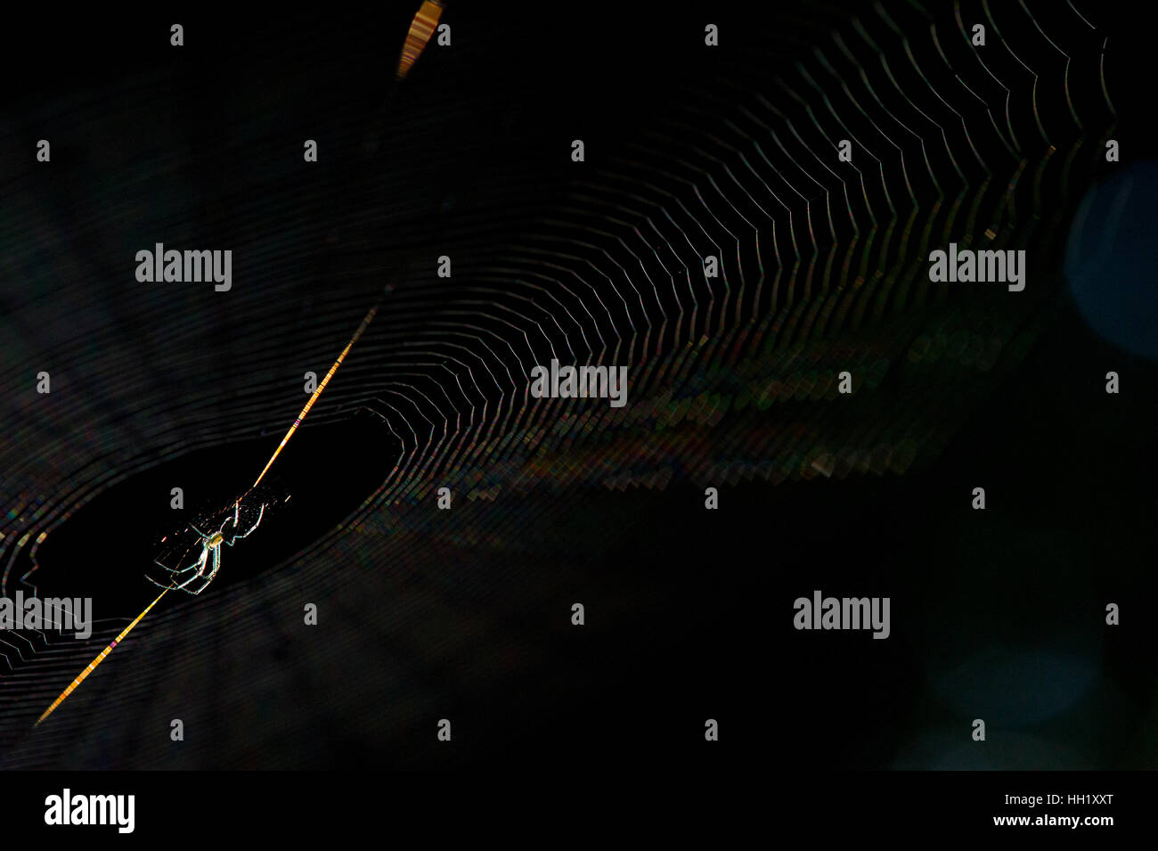 Eine Obstgarten Orbweaver Spinne sitzt auf ihr Netz vor einem schwarzen Hintergrund Stockfoto