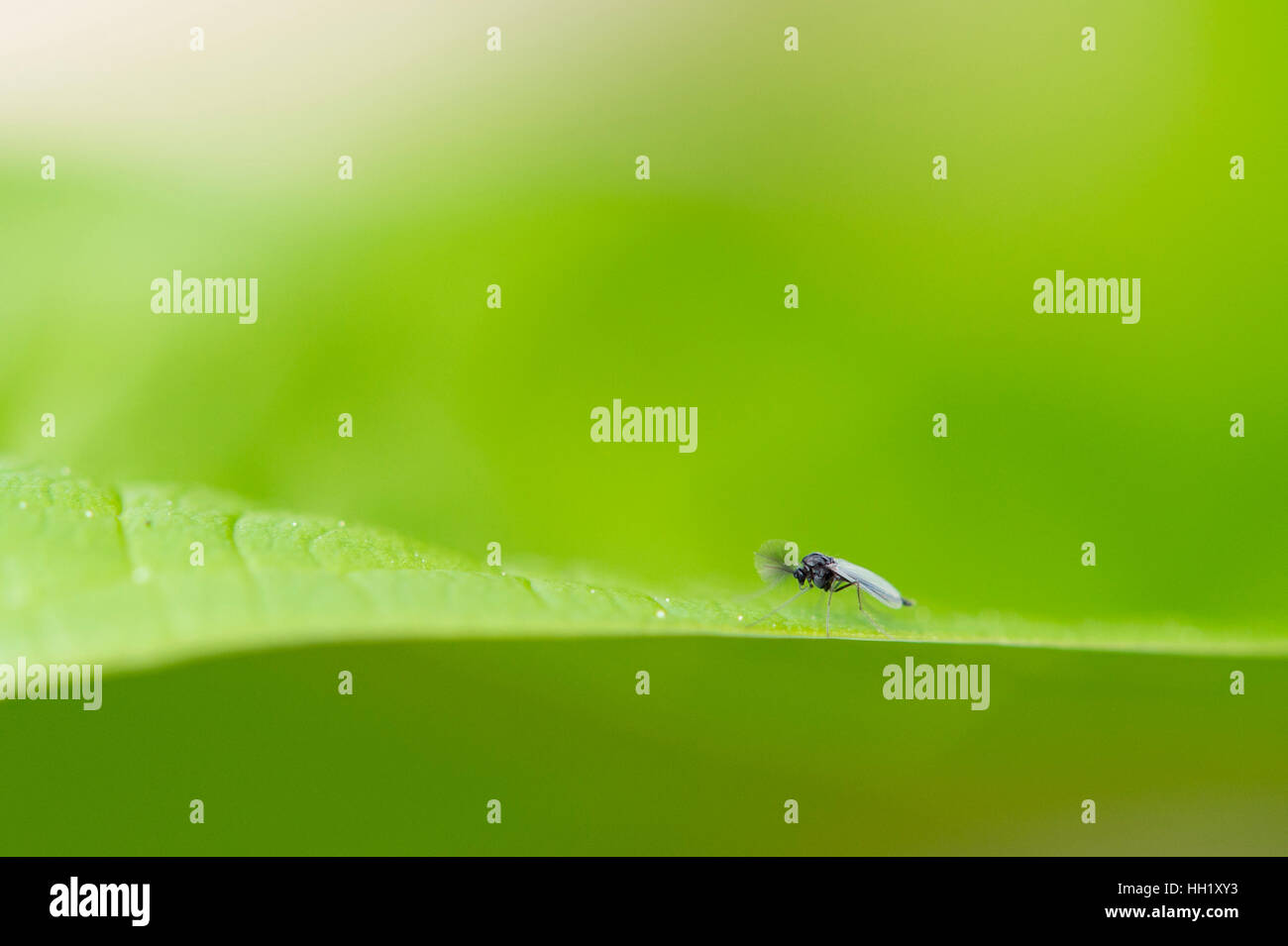 Eine sehr kleine Fliege sitzt auf einem hellen grünen Blatt. Stockfoto