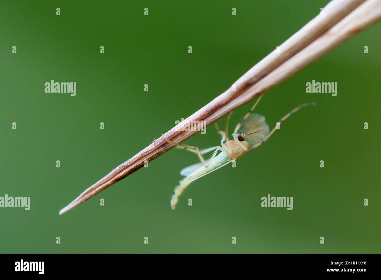 Eine kleine grüne und braune Insekt klammert sich an ein Stück braunen Gras auf einem glatten grünen Hintergrund. Stockfoto