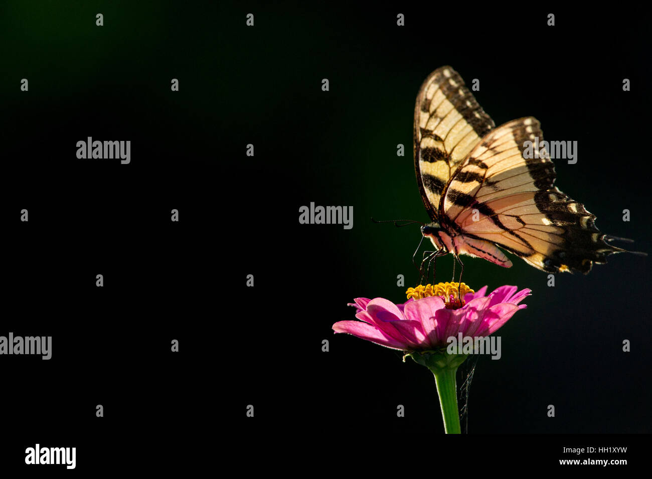 Ein großen schwarzer und gelber Schmetterling thront auf einem hellen rosa Blume mit der hellen Sonne shinning auf schwarzem Hintergrund. Stockfoto