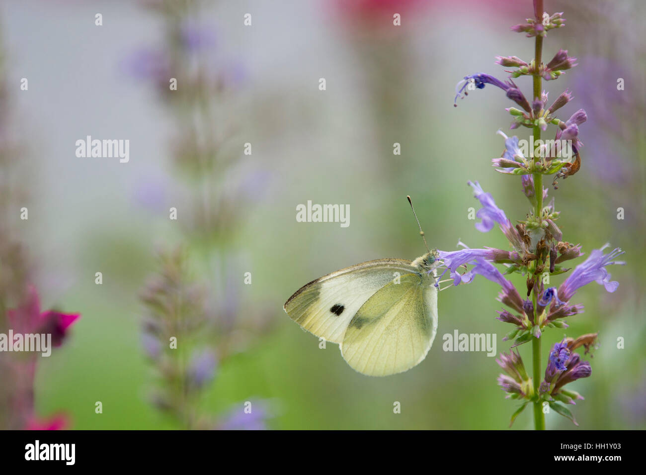 Ein kleiner gelber Schmetterling Fütterung auf lila Blüten mit einem grün und rosa Hintergrund. Stockfoto