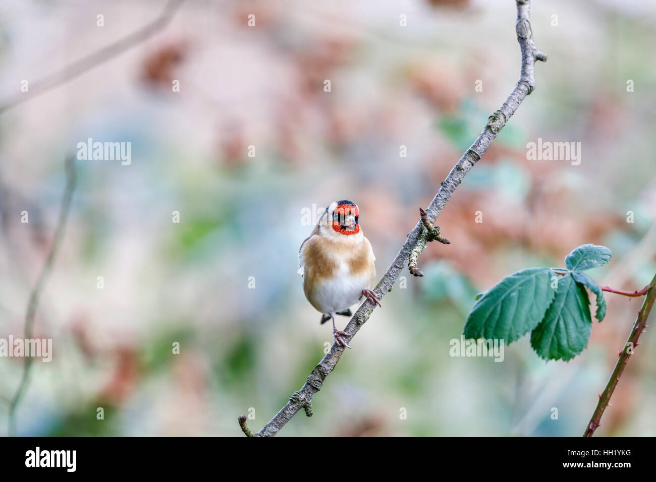 Europäische Stieglitz, Carduelis carduelis, einem kleinen bunten Britischen Garten Vogel auf einem Zweig in einem Surrey Garten im Winter Stockfoto