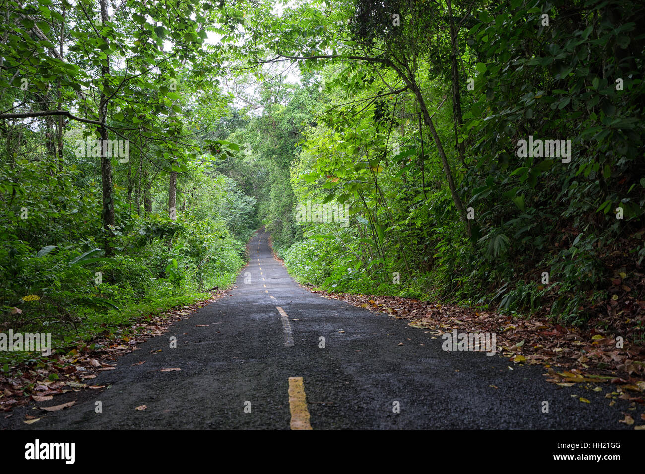 schmale Straße durch den tropischen Regenwald in Panama Stockfoto