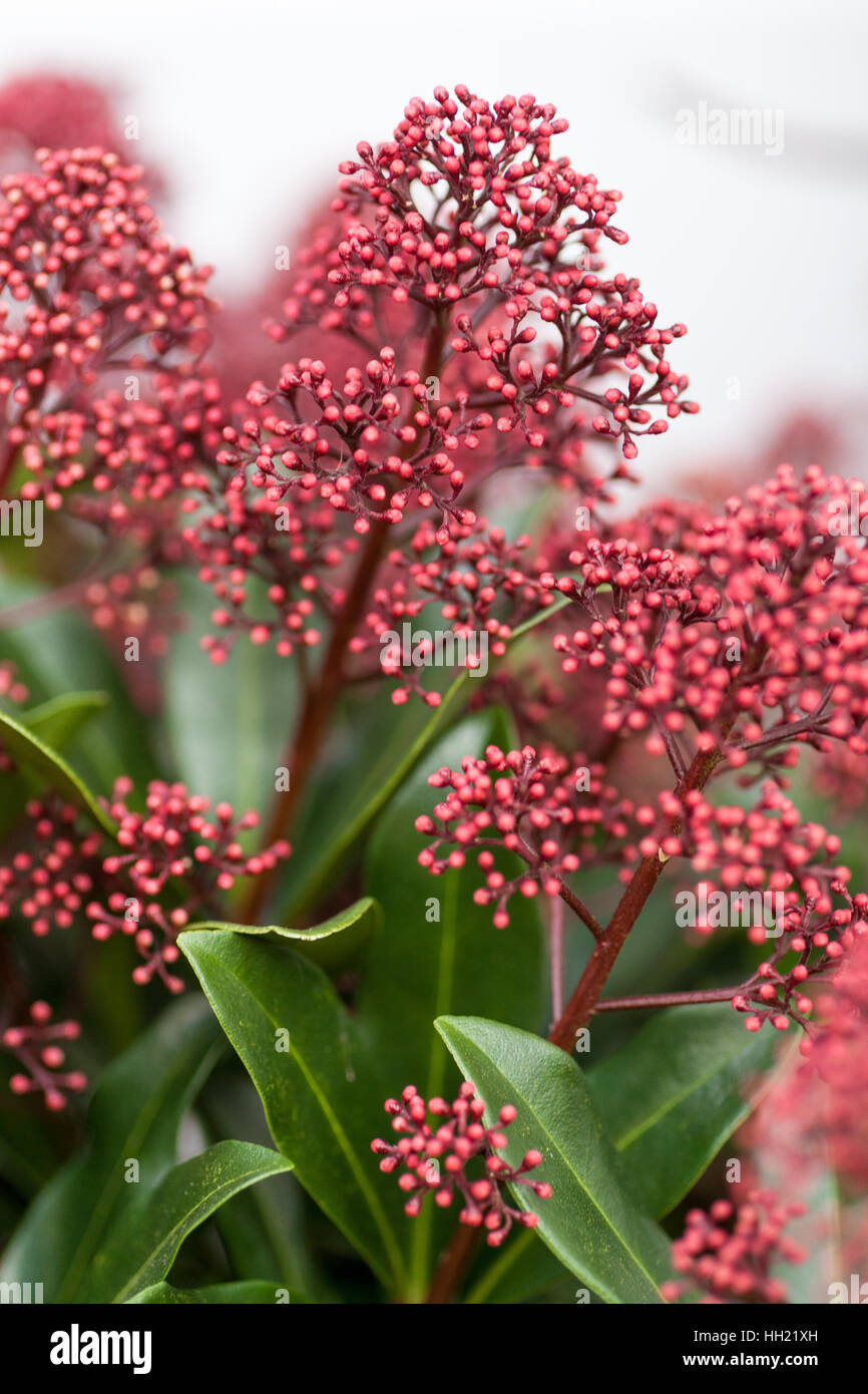 Rot/rosa Blumen auf einem Skimmia Stockfoto