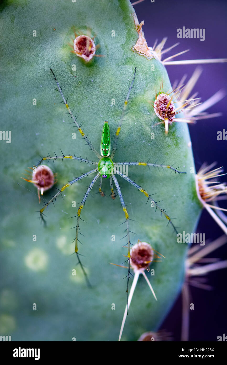 Eine überraschende grüne Lynx Spinne (Peucetia Viridans) erwartet Beute auf eine Stachelige Birne Kaktus Pad. Die Reflexion Muster auf dem Thorax machen es fast aussehen Stockfoto