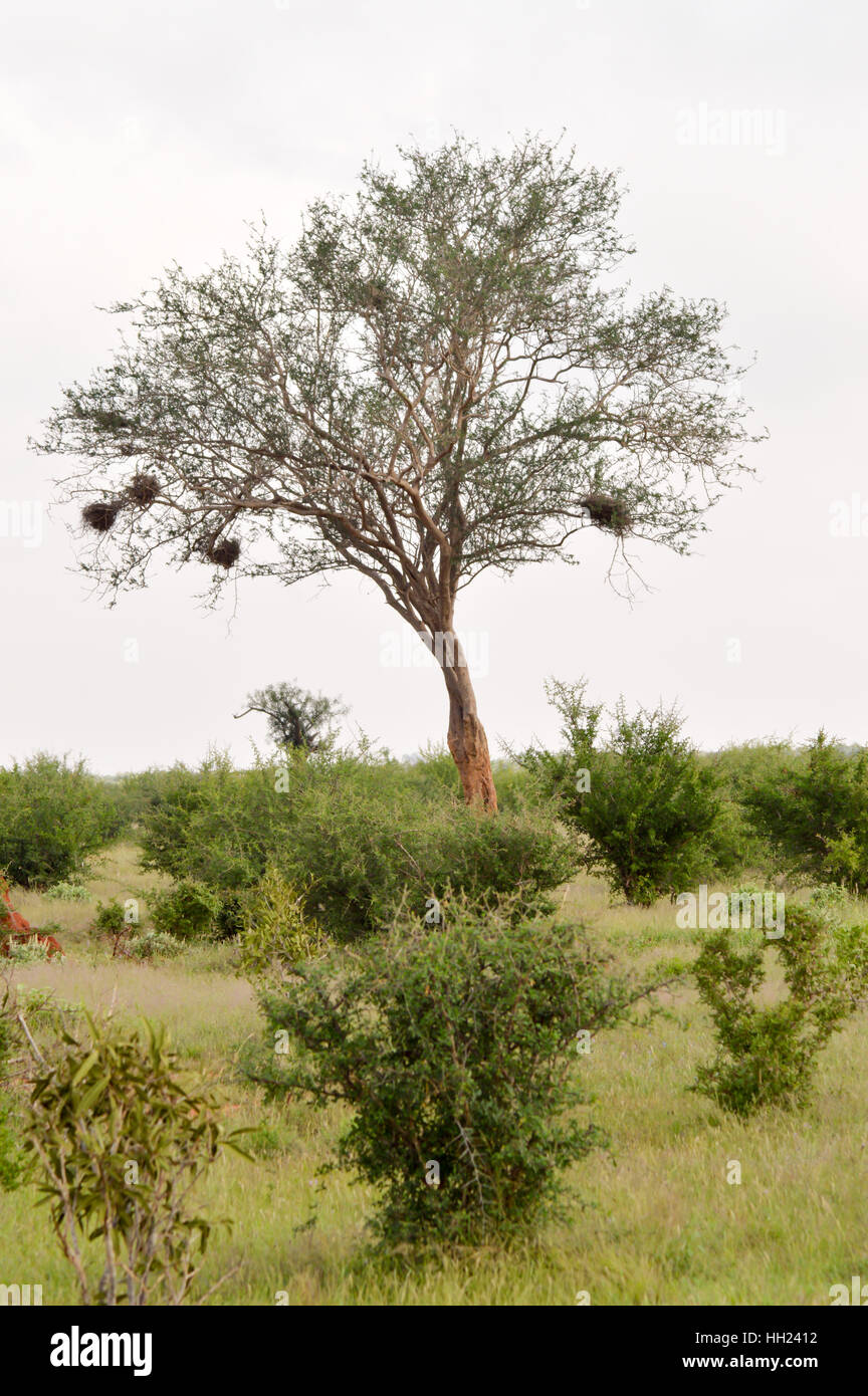 Laubbaum mit mehreren Vogelnester in Tsavo Ost Park in Kenia Stockfoto