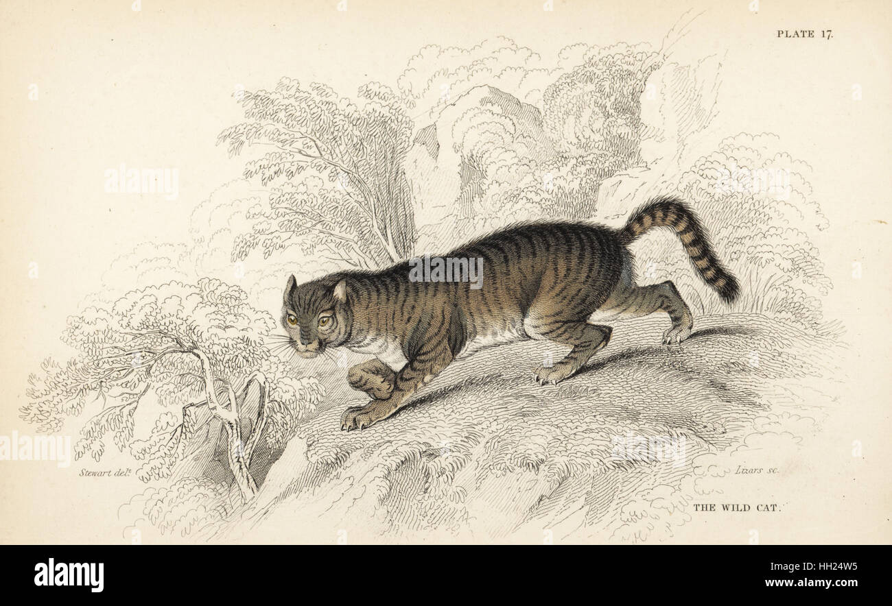 Wildkatze, Felis Silvestris (Wildkatze, Felis Catus). Handkoloriert Stahlstich von Lizars nach einer Illustration von James Stewart von William Jardines Naturalist Library, Edinburgh, 1836. Stockfoto