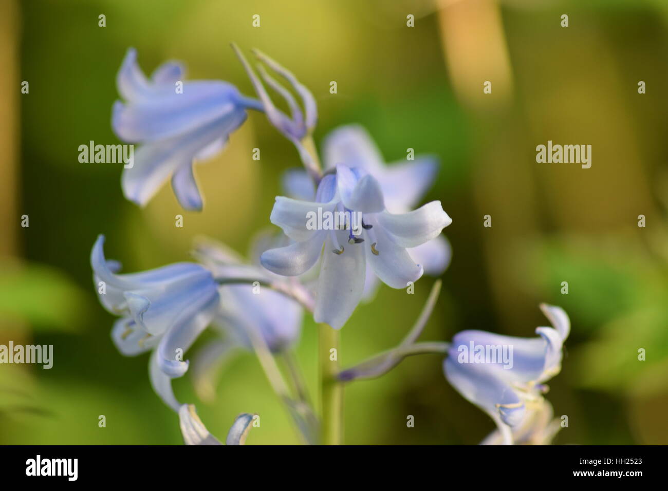 kleine blaue Glocke geformte Blume Stockfoto