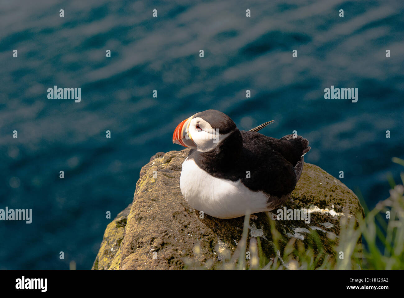 Die Papageitaucher (Fratercula Arctica), auch bekannt als der gemeinsame Puffin ist eine Art von Seevogel in die Auk-Familie. Stockfoto