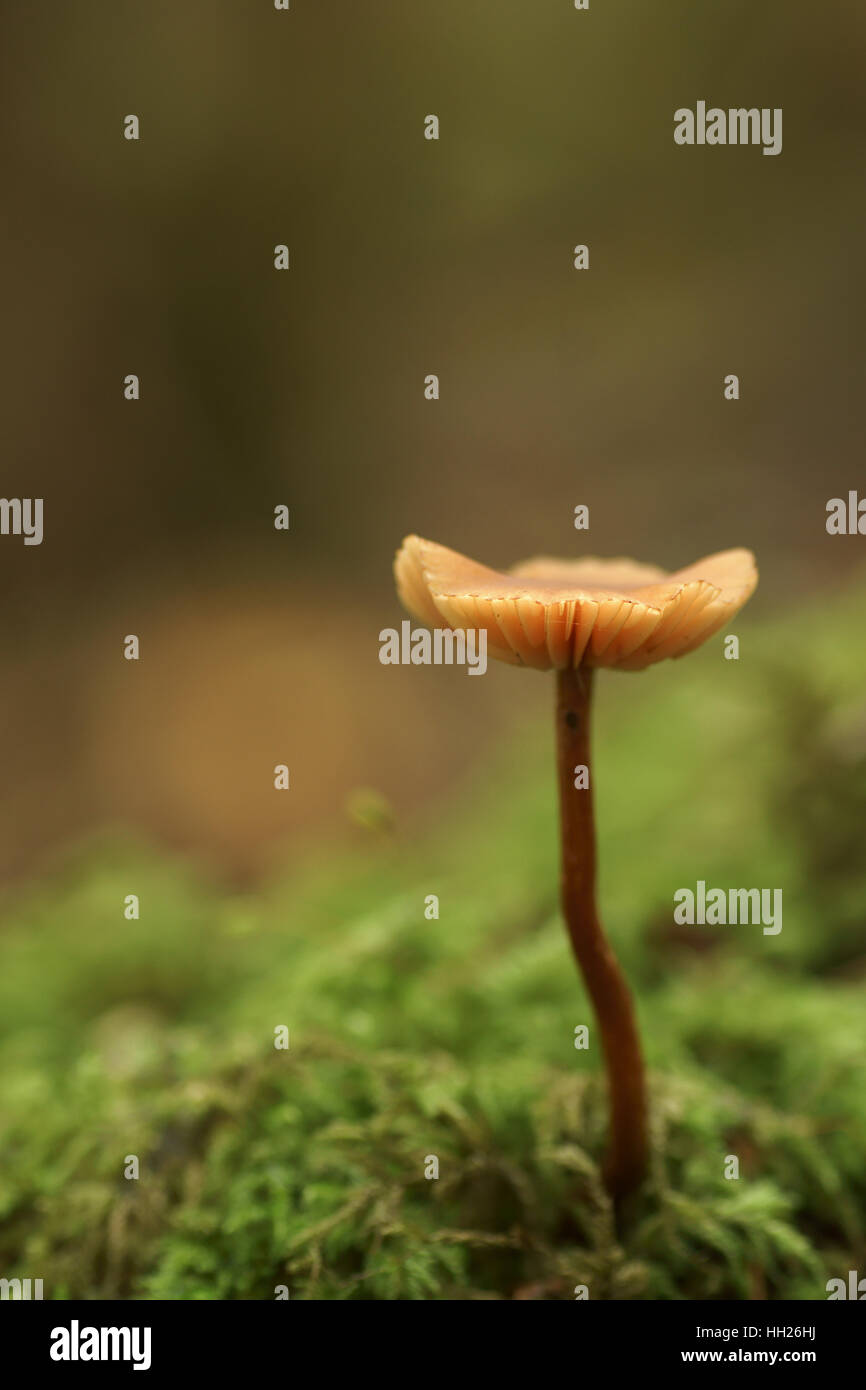 Gemeinsamen Holz Pilz Stockfoto