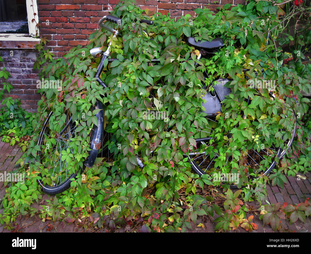 Altes Fahrrad bedeckt und von einer Pflanze versteckt Stockfoto