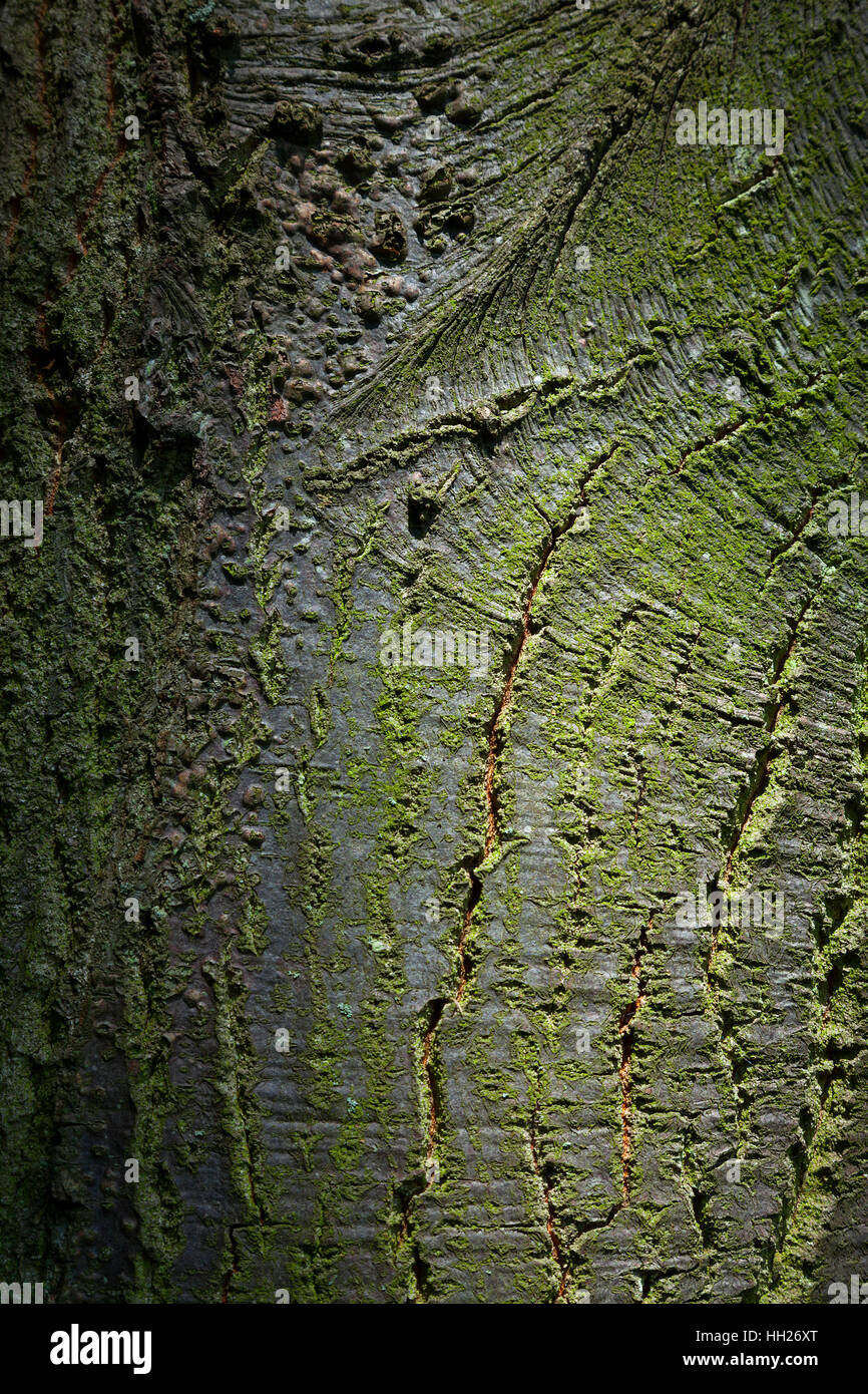 Alten Baumrinde mit grünem Moos und Risse Stockfoto