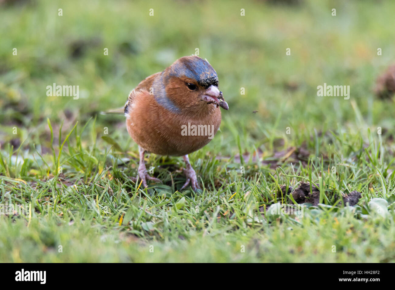 Buchfinken (Fringilla Coelebs) Kopf auf mit Samen im Schnabel. Männchen in der Fink-Familie (Fringillidae) Fütterung auf Boden Stockfoto