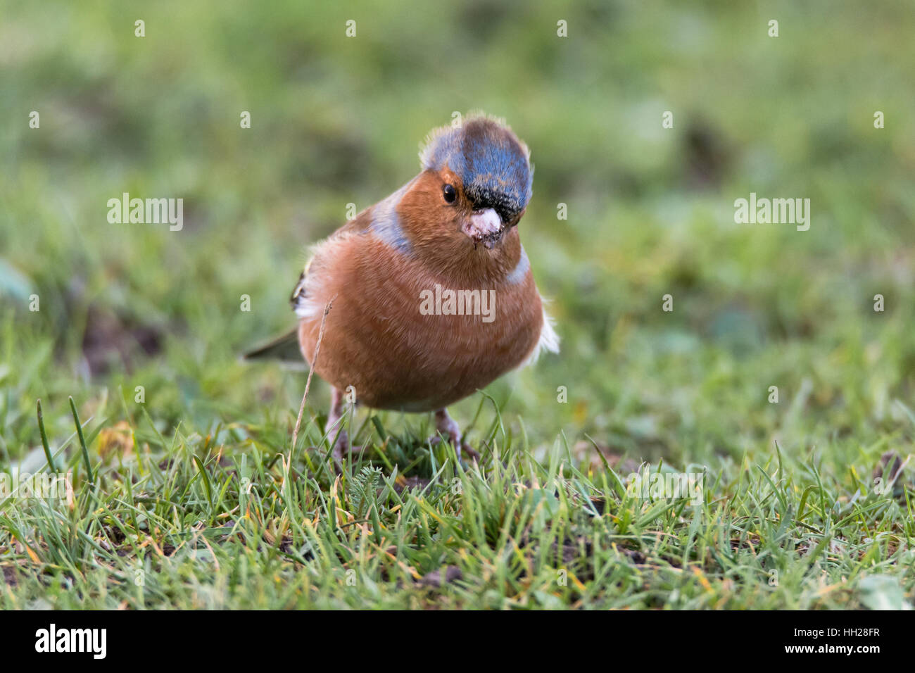 Buchfinken (Fringilla Coelebs) mit Federn im Wind wehen. Männchen in der Fink-Familie (Fringillidae) Fütterung auf Boden Stockfoto