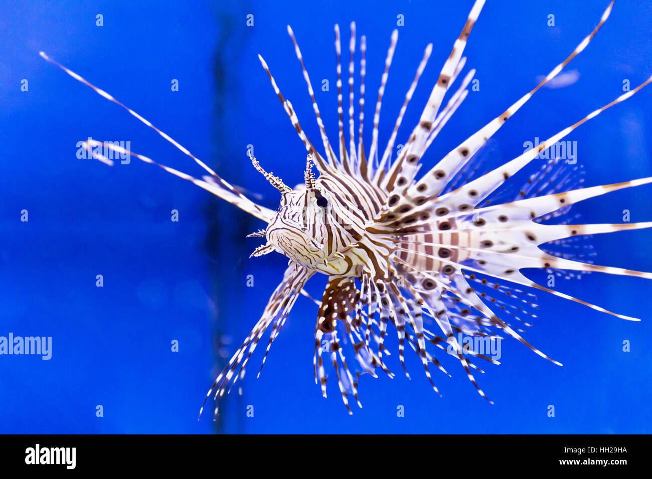 Foto von gestreiften Pterois Volitans im aquarium Stockfoto