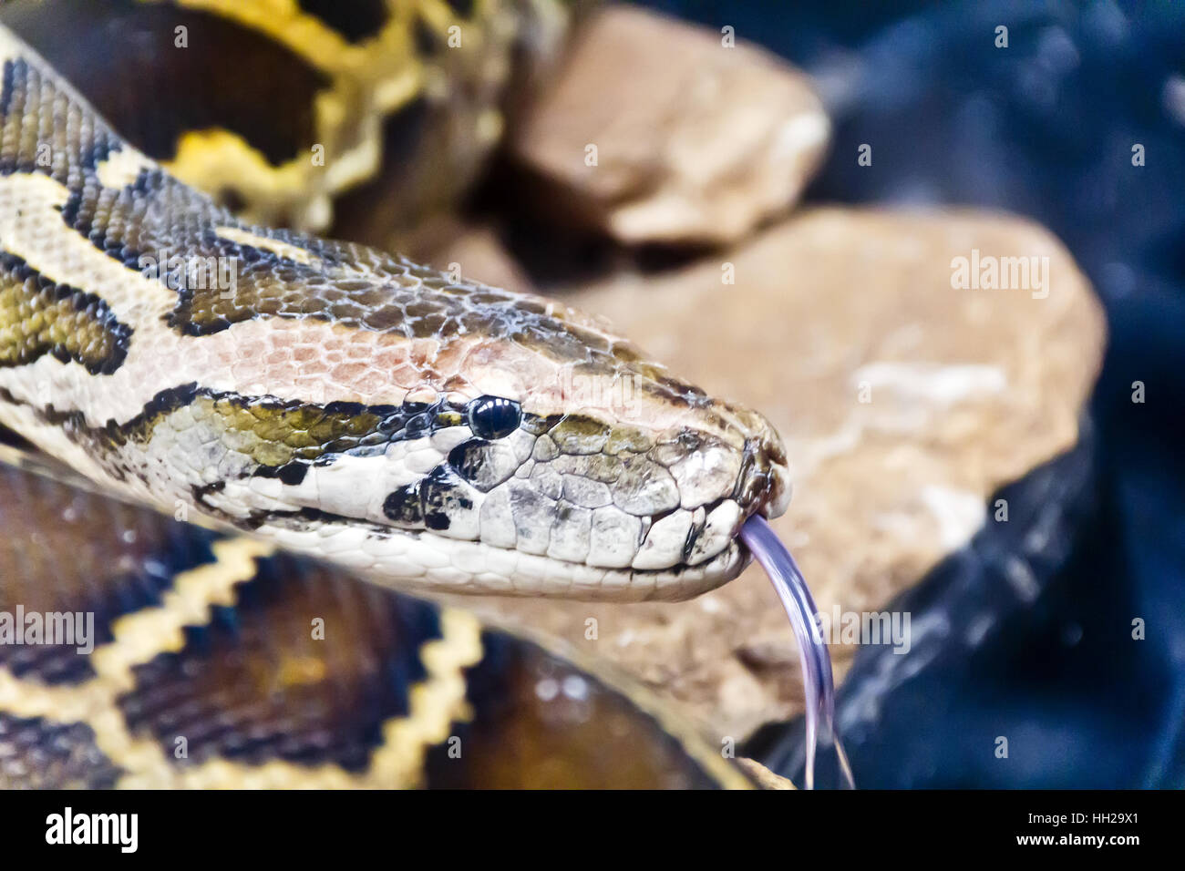 Foto von Python Kopf mit löschte Zunge Stockfoto